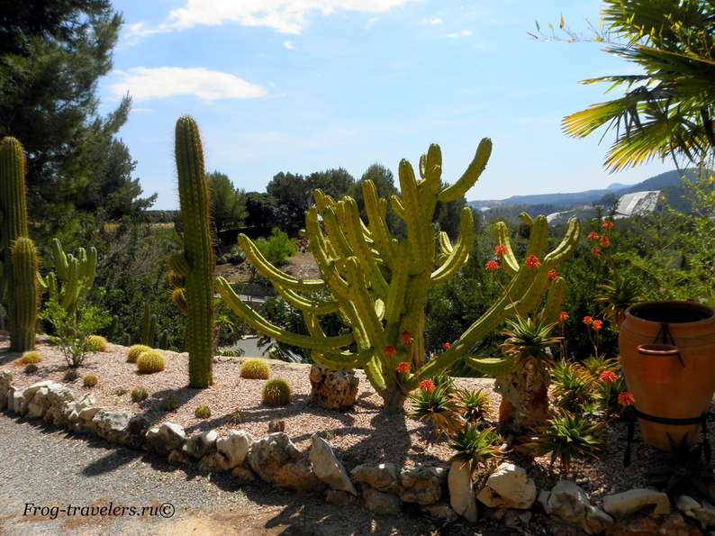 Бөкседегі кактус