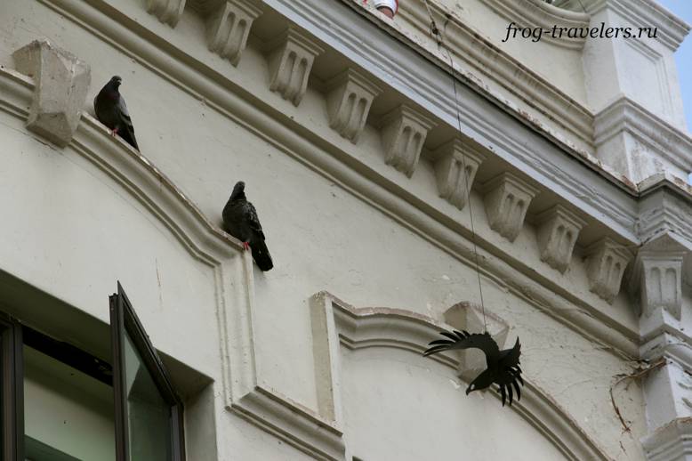 Птицы Малайзии