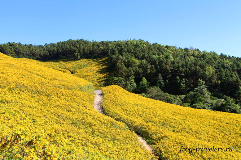 Поля и плантации северного Таиланда