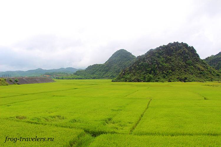Рисовые поля в Фонгня-Кебанг
